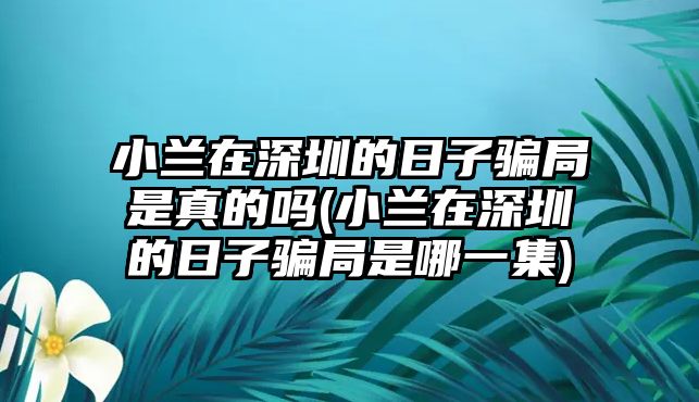 小蘭在深圳的日子騙局是真的嗎(小蘭在深圳的日子騙局是哪一集)